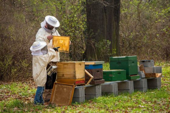 Campagne 2023 : Déclarez vos ruches !